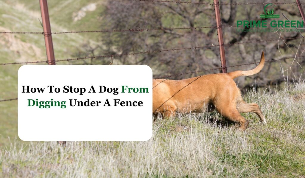 How To Stop A Dog From Digging Under A Fence